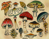 Ben Verhoek - Mushrooms Flash Sheet